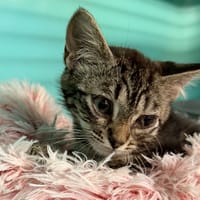 CLOCHETTE, chatte à adopter