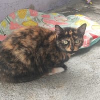 RAJAO, chatte à adopter