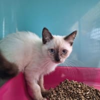 BANANIA, chatte à adopter