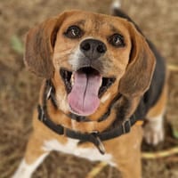 OPALINE (a trouvée sa famille), chienne à adopter