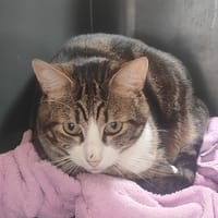 P'TIT COEUR, chat à adopter