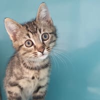 DOUX CHA, chat à adopter