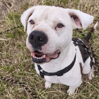 BANDIT VAA, chien à adopter