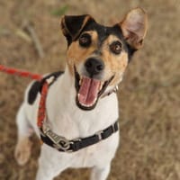 PRAT, chien à adopter