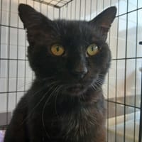 Gobou, chat à adopter