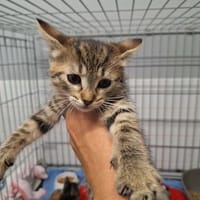 A_nommer, chatte à adopter