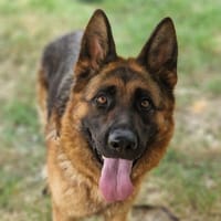 OKIE, chienne à adopter