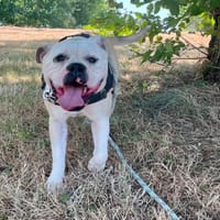 USKO, chien à adopter