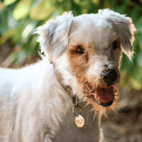 PORTOS, chien à adopter