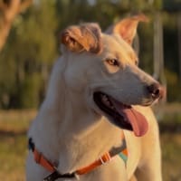 EDGAR, chien à adopter