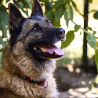 Tirex (réservé), chien à adopter