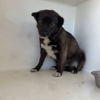 MIAA, chienne à adopter