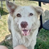 BELLE, chienne à adopter