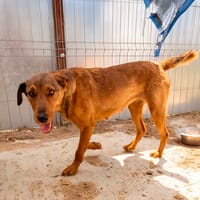 COCO, chienne à adopter