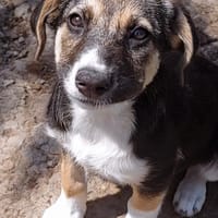 YARA, chienne à adopter