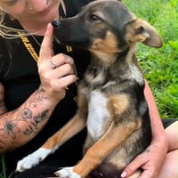 BRIO, chien à adopter