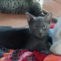 SOMBRA, chat à adopter