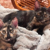 MENCHU et JANNIS, chatte à adopter