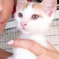 IRIS, chatte à adopter