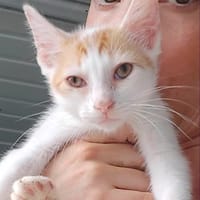 NINA, chatte à adopter