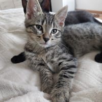 Tao, chat à adopter