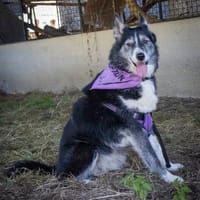 Kiara, chienne à adopter