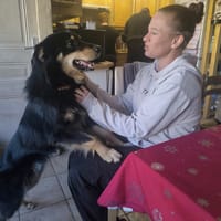 Ayron, chien à adopter