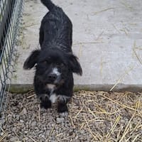 benji, chien à adopter