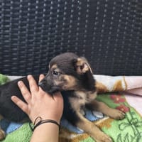 Lubczyk, pies do adopcji