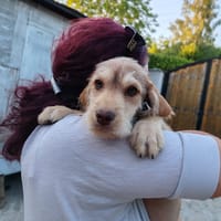 harry, chien à adopter