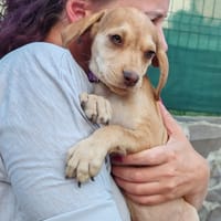 henrietta, chienne à adopter