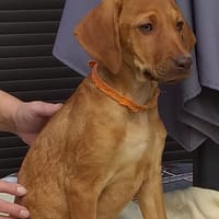 hermione, chienne à adopter