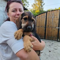 hunter, chien à adopter