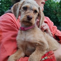 hannah, chienne à adopter