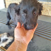 demoiselle, chienne à adopter