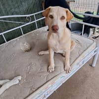 chloé, chienne à adopter