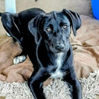 adèle, chienne à adopter