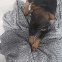 Emi, suczka do adopcji