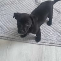 Mirabelka, suczka do adopcji