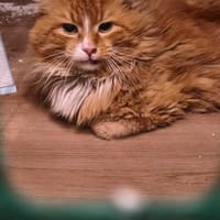Helios, kot do adopcji