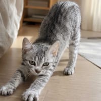 Szarka, kotka do adopcji