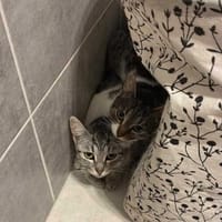 Riczia, kotka do adopcji