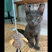 POUPIE, chatte à adopter