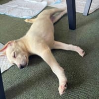 Poziomka, suczka do adopcji