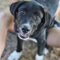 BENJI, chien à adopter