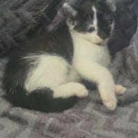 Odi, kot do adopcji