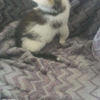 Feluś, kot do adopcji