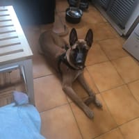 Tokyo, chien à adopter