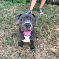Monroe, chien à adopter