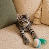 Anna, chatte à adopter